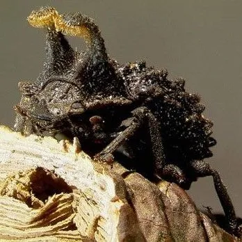 thumbnail for publication: Forked Fungus Beetle (suggested common name) Bolitotherus cornutus (Panzer) 1794 (Insecta: Coleoptera: Tenebrionidae)